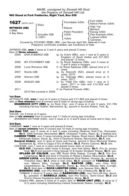 December Mare Sale - Tattersalls