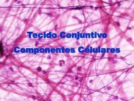 Tecido Conjuntivo Componentes Celulares