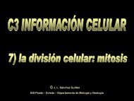 la división celular - IES Pando