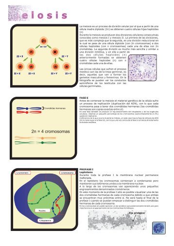 Meiosis en PDF - Materiales TIC de Lourdes Luengo