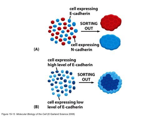 Junções Celulares, Adesão Celular ea Matriz Extracelular