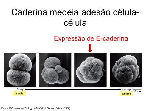 Junções Celulares, Adesão Celular ea Matriz Extracelular