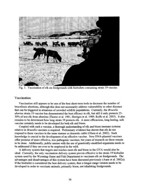 brucellosis in elk in the greater yellowstone area - Mule Deer ...