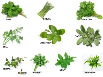 BASIL CHIVES CILANTRO DILL OREGANO SAGE ... - Food Gatherers