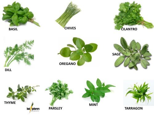 Image of Dill, chives, and mint herbs