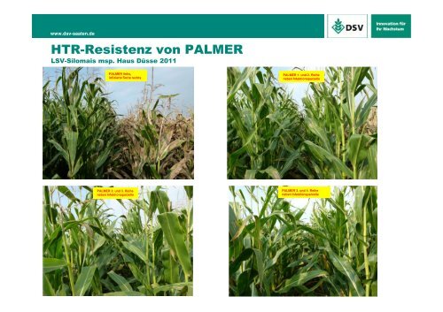 Mais-Restpflanze - DSV