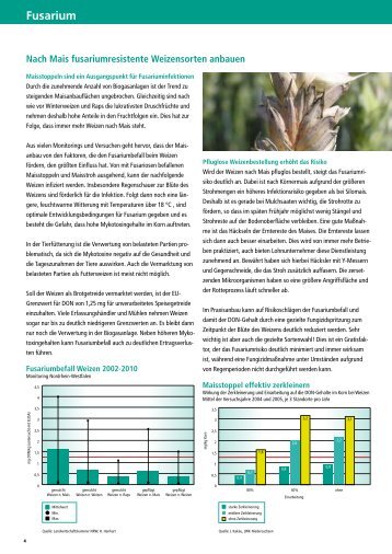 Nach Mais fusariumresistente Weizensorte anbauen - DSV
