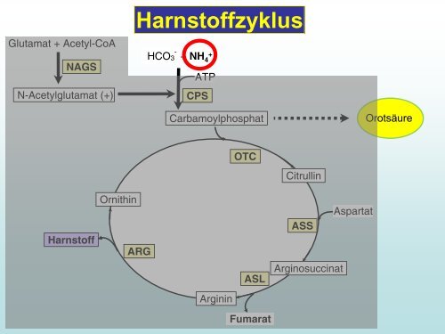 Harnstoff - Interdisziplinäres Stoffwechsel-Centrum