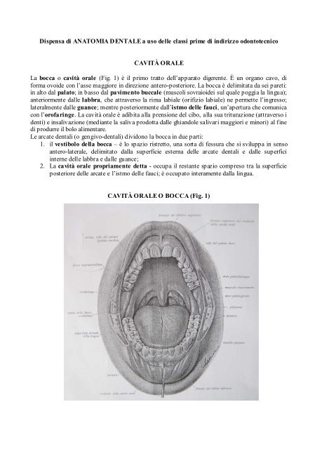 Anatomia dentale - ipsia orlando livorno