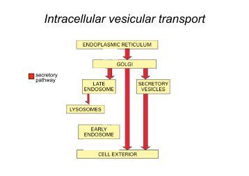 Intracellular vesicular transport