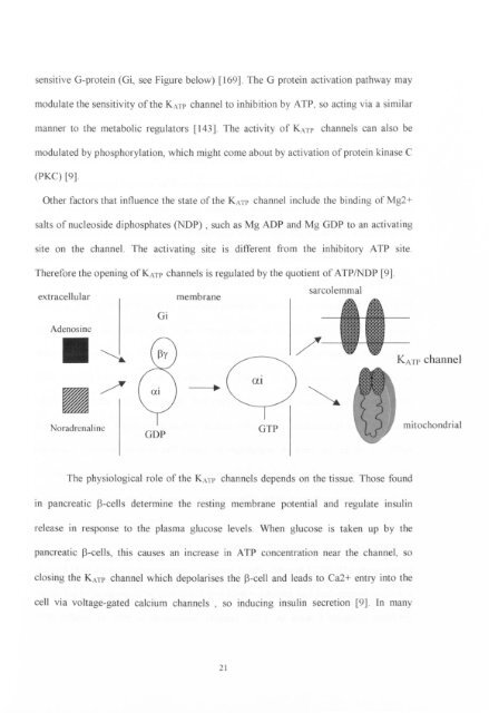 ischaemic preconditioning of the human heart. - Leicester Research ...