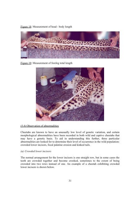 cheetah capture and immobilisation handbook - Cat Specialist Group