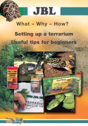How? Setting up a terrarium Useful tips for ... - Reptiles Greece