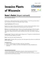 Invasive Plants Of Wisconsin Dame's Rocket - University of ...