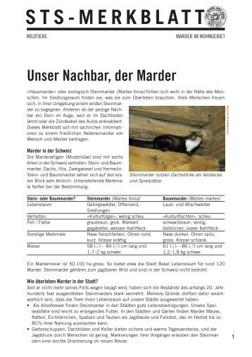 STS-Merkblatt: Marder im Wohngebiet - Schweizer Tierschutz STS