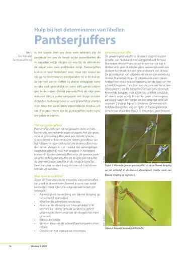 Hulp bij het determineren van libellen, Pantserjuffers - Vlindernet