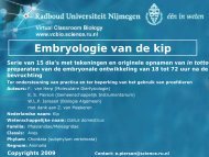 Embryologie van de kip 18 uur na bevruchting