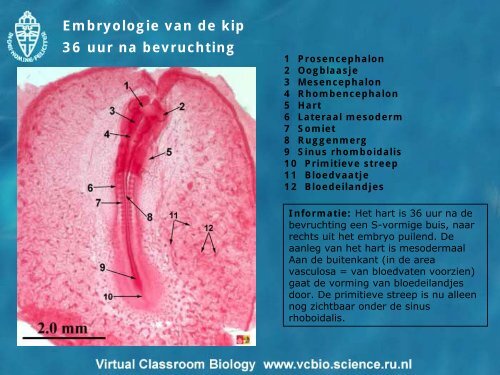 Embryologie van de kip 18 uur na bevruchting