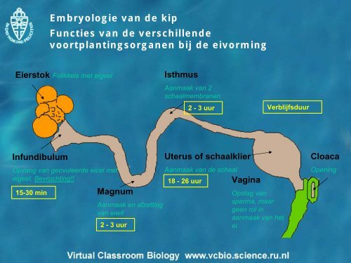 Embryologie van de kip 18 uur na bevruchting