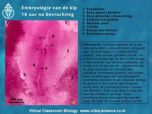 Embryologie van de kip 18 uur na bevruchting