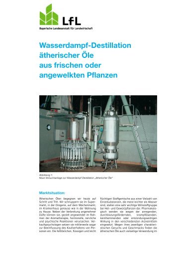 Wasserdampf-Destillation ätherischer Öle aus frischen - Bayerische ...