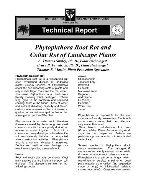 PHYTOPHTHORA ROOT ROT NH12-99 - Online Gardener