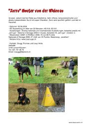 “Zorro“ Hunter von der Widenau - Beauceron