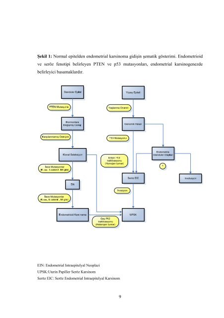 ENDOMETRİOİD KARSİNOM OLGULARINDA PTEN, β-CATENİN ...