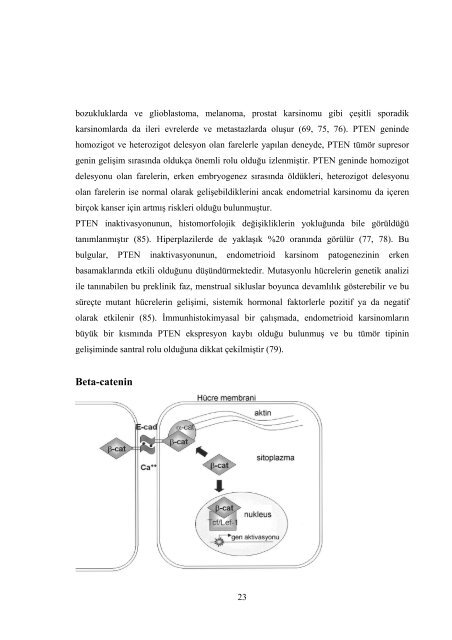 ENDOMETRİOİD KARSİNOM OLGULARINDA PTEN, β-CATENİN ...