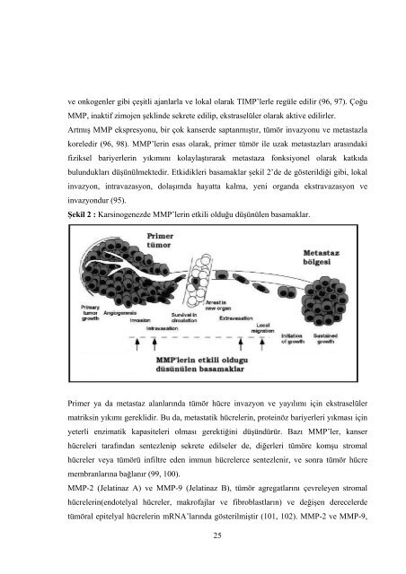 ENDOMETRİOİD KARSİNOM OLGULARINDA PTEN, β-CATENİN ...