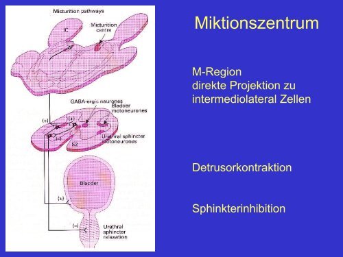 4 Urethraler Tonus - DRK-Krankenhaus Chemnitz