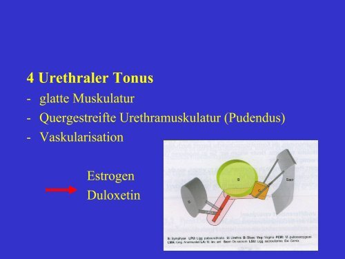 4 Urethraler Tonus - DRK-Krankenhaus Chemnitz