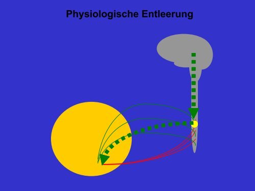 4 Urethraler Tonus - DRK-Krankenhaus Chemnitz