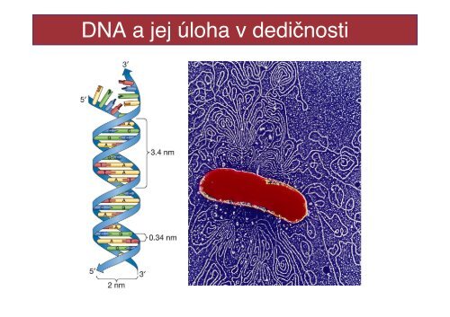 Genetika1_LT_prednaska_2_DNA.pdf