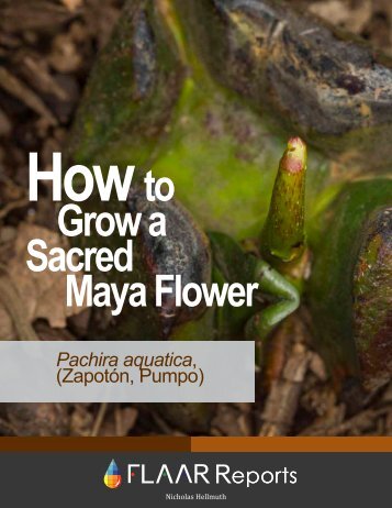 Download - Maya Ethnobotany