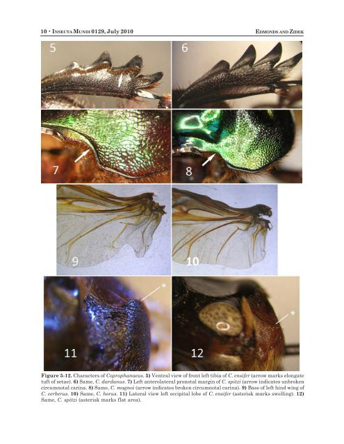 insecta mundi - Center for Systematic Entomology