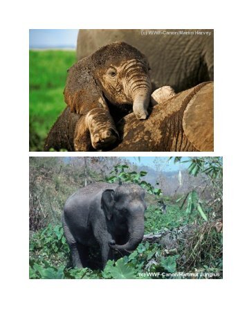Elefanten - WWF Schweiz