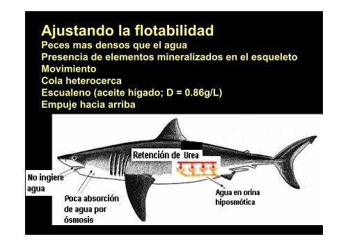 6-Condrictios-reproduccion