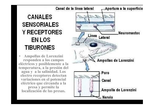 6-Condrictios-reproduccion