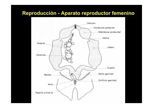 6-Condrictios-reproduccion