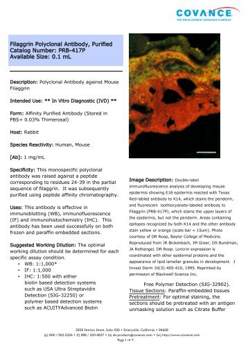 Filaggrin Polyclonal Antibody, Purified Catalog ... - Eurogentec