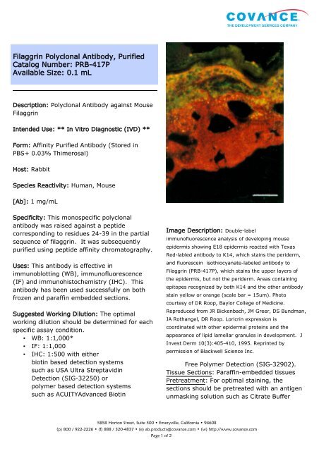 Filaggrin Polyclonal Antibody, Purified Catalog ... - Eurogentec