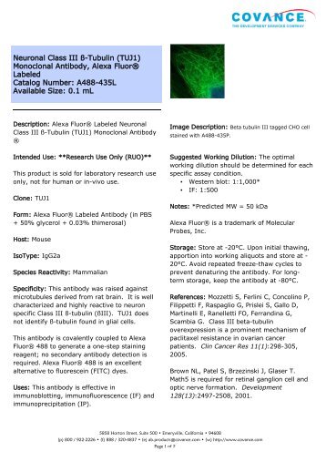 Neuronal Class III ß-Tubulin (TUJ1) Monoclonal ... - Eurogentec