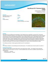 Neurofilament NF-H Polyclonal Antibody, Purified - Eurogentec