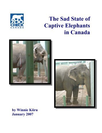 The Sad State of Captive Elephants in Canada - Zoocheck Canada
