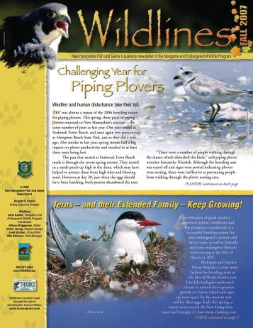 Piping Plovers - New Hampshire Fish and Game Department