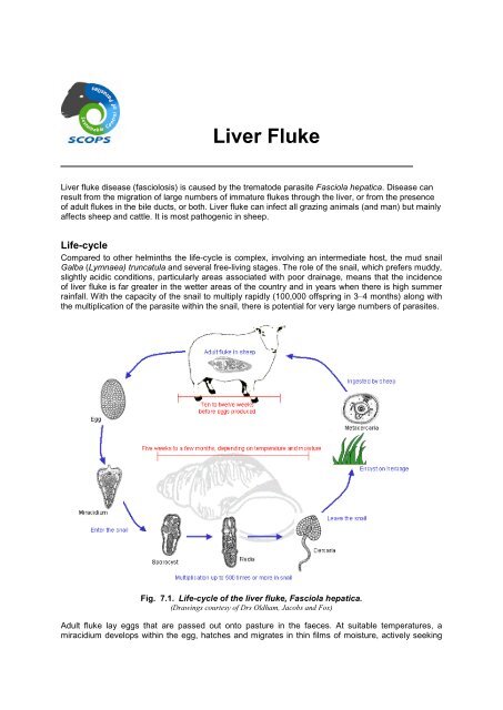 anthelmintic activity against liver fluke)