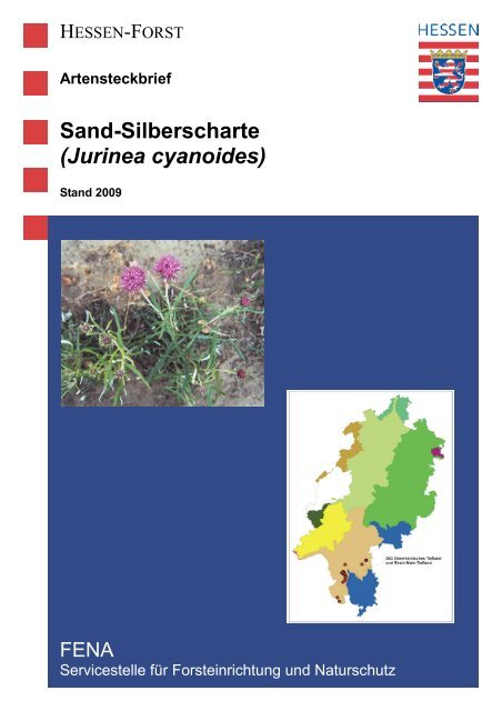 Sand-Silberscharte (Jurinea cyanoides) - Landesbetrieb Hessen-Forst