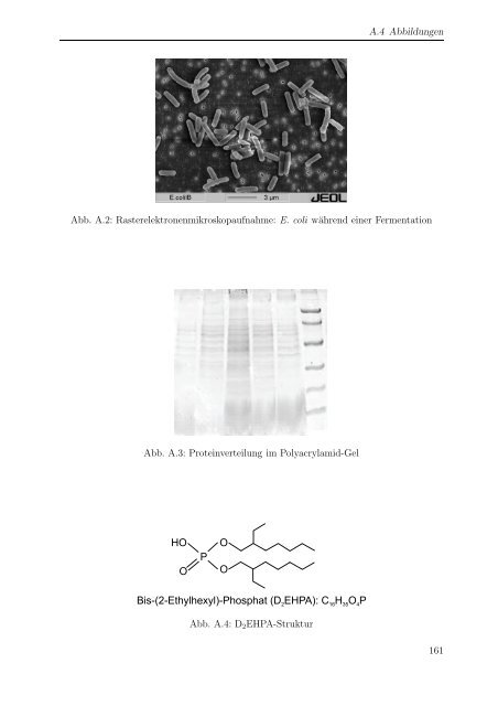 m i t Escherichia coli - Forschungszentrum Jülich