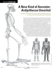 A New Kind of Ancestor: Ardipithecus Unveiled - Science